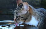 Вода и еда сколько необходимо кошке