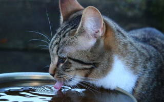 Вода и еда сколько необходимо кошке