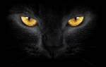Популярные породы чёрных кошек с фотографиями