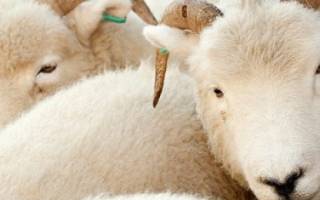 Овцы с белой шерстью особенности содержания
