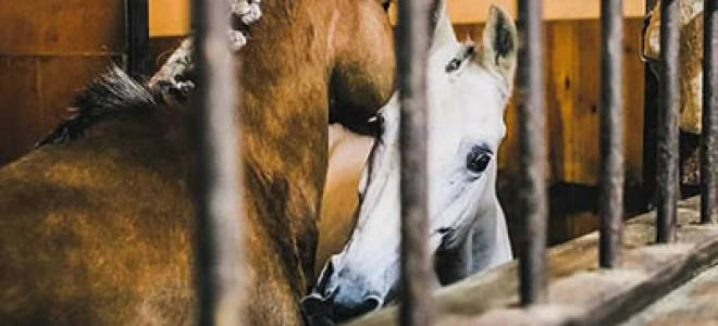 Лучшие конюшни Киева и области
