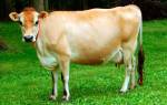 Джерсейская корова характеристики породы