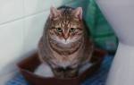 Расстройство желудка у кошек: причины возникновения и методы устранения