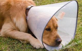 Экзема у собак: причины, симптомы, лечение