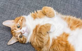 Пододерматит у кошек: симптомы, диагностика, лечение