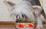 Как и чем кормить Китайскую хохлатую собаку: общие советы и рекомендации