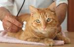 У кота в почках камни: симптомы и лечение