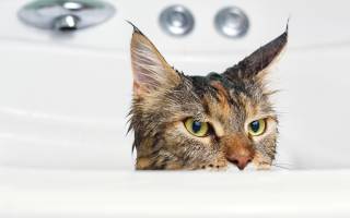 Когда и чем можно мыть кота после кастрации