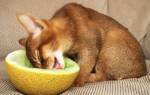 Чем кормить абиссинского кота