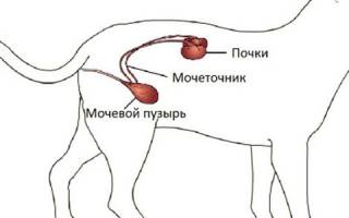 Амилоидоз у кошек: признаки, диагностика и лечение