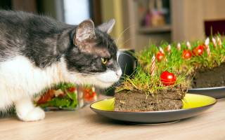 Кот ест землю почему