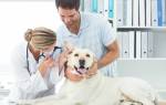 Воспаление уха у собаки: причины, симптомы и лечение