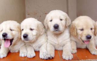 Азинокс для собак: назначение и порядок применения