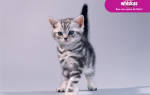 Порода кошек из рекламы «Whiskas»
