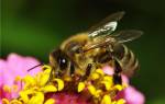 Профилактика заболеваний и обработка пчел