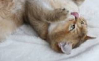 Шиншилла – кошка с аристократическими манерами