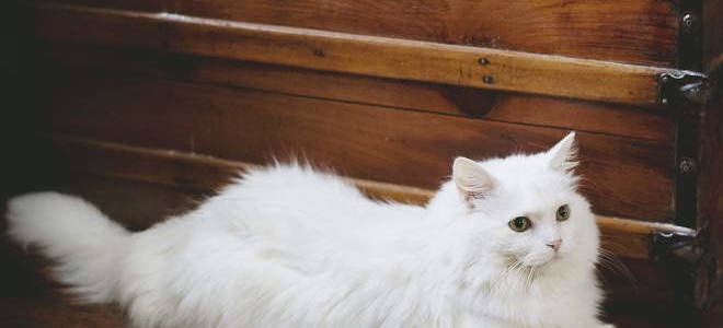 Болеют ли кошки туберкулезом