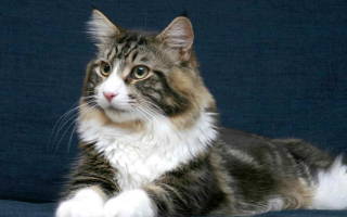 Чем кормить беременную кошку лучшие корма