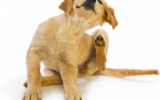Почему собака чешется? Ищем опасные симптомы