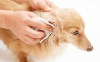 Причины появления запаха из ушей у собаки