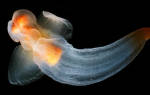 Самые необычные удивительные моллюски в мире