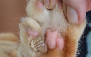 Бородавки — причины и способы лечения у кошек