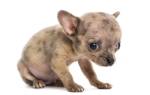 Понос у щенка после глистогонки: причины, последствия, лечение
