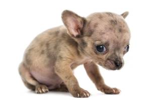 Понос у щенка после глистогонки: причины, последствия, лечение