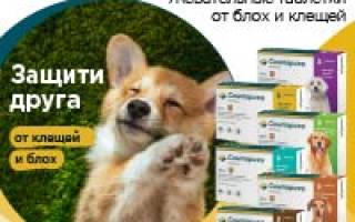 Празител для собак: характеристика препарата и его назначение