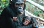 Шимпанзе: содержание в домашних условиях