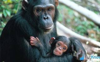 Шимпанзе: содержание в домашних условиях