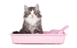 Наполнитель для кошачьего туалета: виды и свойства