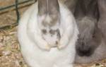 Почему кролики чихают и как это лечить?