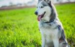 ТОП-10 самых красивых пород собак по версии сайта VashiPitomcy.ru 12 – 15