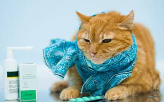 Насморк у кошки симптомы и лечение