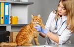 Глисты у кошек: виды, симптомы и профилактика