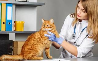 Глисты у кошек: виды, симптомы и профилактика
