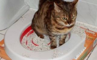 Можно ли смывать кошачий наполнитель в унитаз