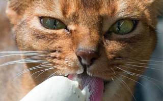 Можно ли кошкам давать мороженое?