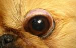 Собака у которой выпадают глаза
