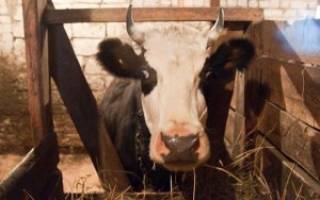 Загон коров как сделать загон для коров