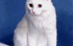 Кошка турецкая ангора — описание породы