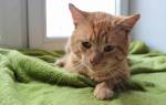 Вирусный лейкоз у кошек: симптомы и лечение