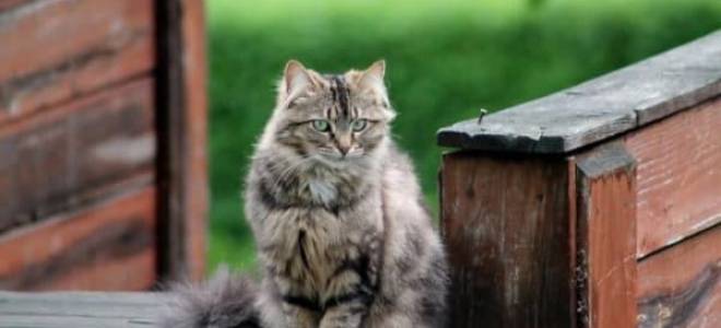 Что делать если пропала кошка или кот