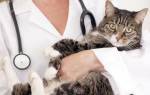 Гипотиреоз у кошек: причины, симптомы, диагностика и лечение