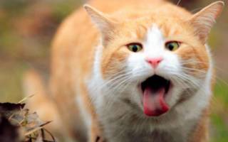 В чем причины зеленой рвоты у кошек