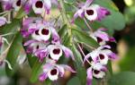 Орхидея Дендробиум Нобиле: Уход, Размножение