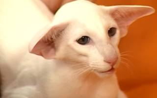 Можно ли чистить уши коту