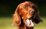 Обратное чихание у собак: причины и первая помощь питомцу