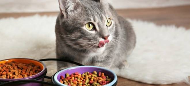 Польза и вред сухого корма для кошек